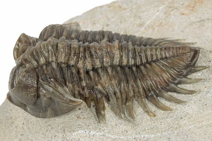 Brown Coltraneia Trilobite - Issoumour, Morocco #190163